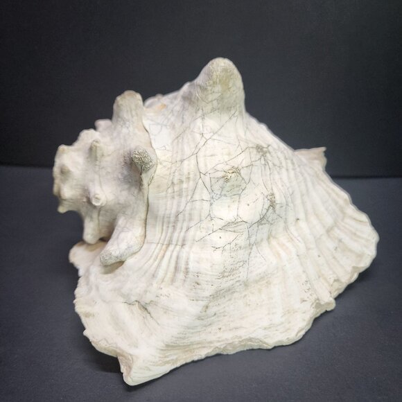Queen Conch Shell Pink Large 7'' Decorative Seashell Nautical Display - Picture 4 of 11